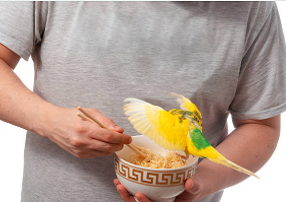 Can parrots eat spicy noodles?