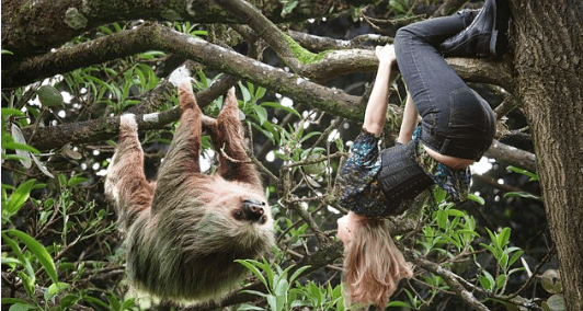 Are Sloths Dangerous to Humans