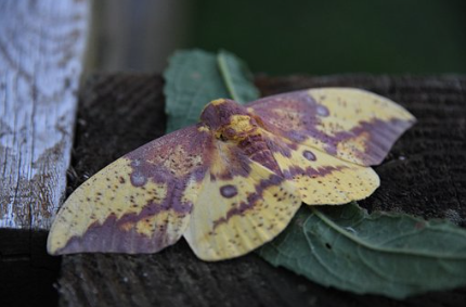 imperial moth