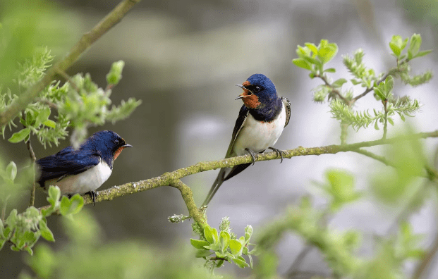 blue birds in Michigan