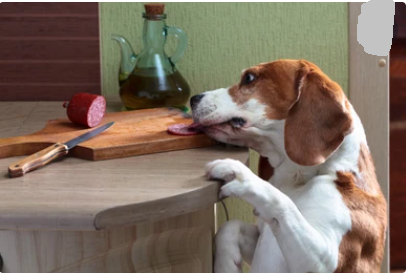 Can dogs eat Kielbasa?