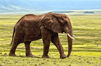 Animals With Tusks