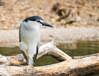 Night Heron, animals with red eyes