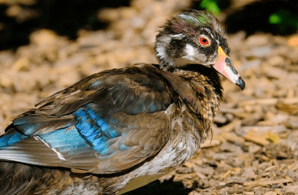 wood duck, animals with red eyes