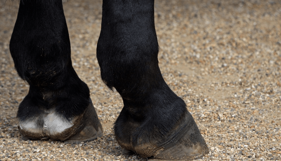 Animals With Hooves