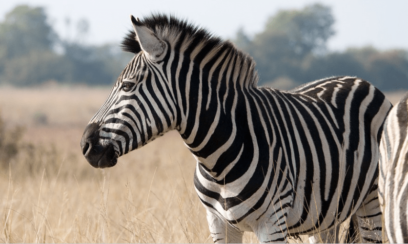 Animals With Stripes