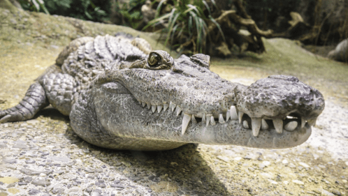 alligator predators
