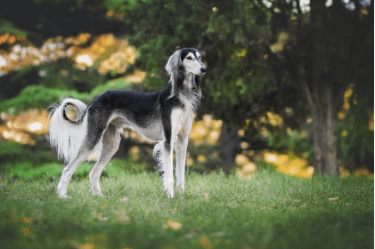 Greyhound names