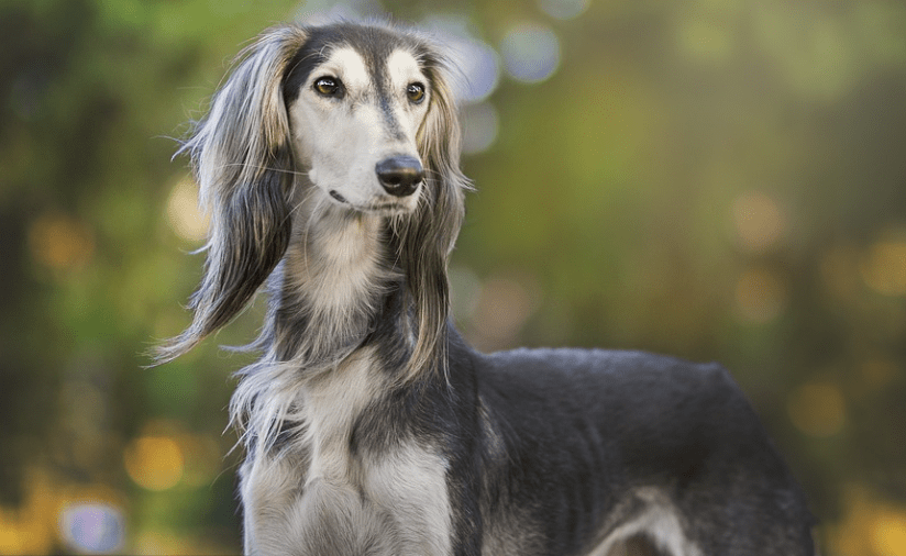 greyhound names